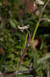 Smallflower fumewort